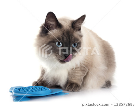 siberian cat in studio siberian cat in studio 128572693