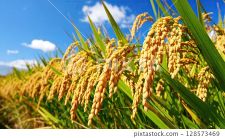 AI image: Well-ripened ears of rice nearing harvest 128573469