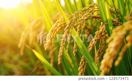 人工智慧圖像：成熟稻穗即將收穫 128573471