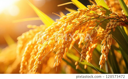 人工智慧圖像：成熟稻穗即將收穫 128573472