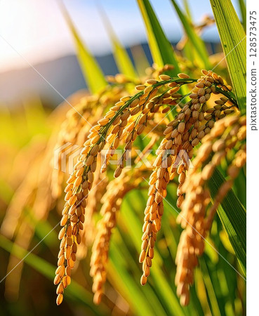 AI image: Well-ripened ears of rice nearing harvest AI image: Well-ripened ears of rice nearing harvest 128573475