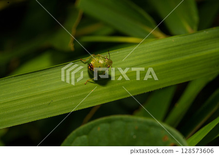 Stink bug larvae resting on a leaf 128573606