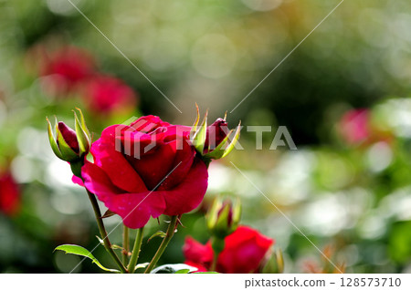 Flowers in a rose garden 128573710