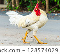 White chicken 128574029