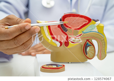 Male reproductive system, Asian doctor holding human anatomy model for study diagnosis and treatment in hospital. Male reproductive system, Asian doctor holding human anatomy model for study diagnosis and treatment in hospital. 128574067