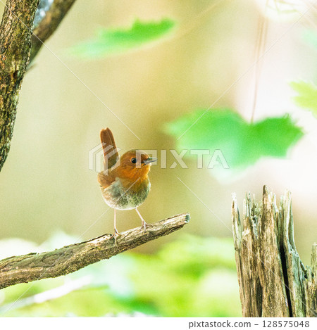 知更鳥棲息在樹枝上 128575048