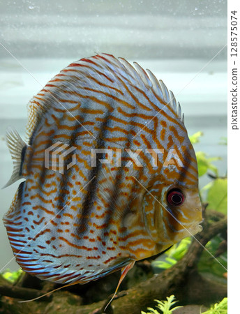 colorful discus fish swims gracefully in freshwater aquarium adorned with aquatic plants. colorful discus fish swims gracefully in freshwater aquarium adorned with aquatic plants. 128575074