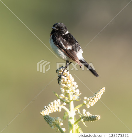 A stonechat resting on a Japanese bush warbler 128575221