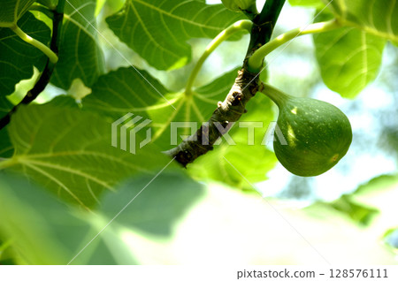 A fig I saw in my neighborhood A fig I saw in my neighborhood 128576111