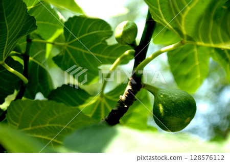 我在附近看到的無花果 我在附近看到的無花果 128576112