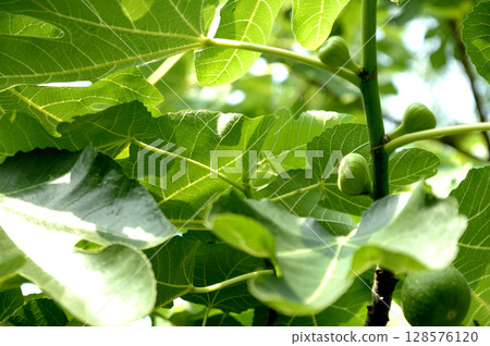 A fig I saw in my neighborhood A fig I saw in my neighborhood 128576120