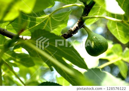 A fig I saw in my neighborhood A fig I saw in my neighborhood 128576122