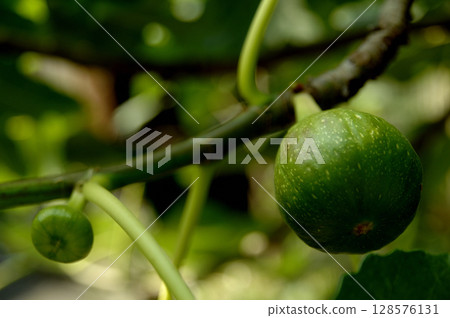 我在附近看到的無花果 我在附近看到的無花果 128576131