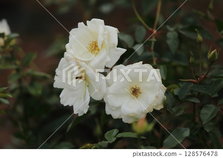 Arao City Ominous Citizen Flower Bed Rose Flower, Arao City Ominous Citizen Flower Bed Rose Flower, 128576478