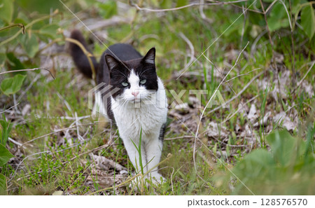 在灌木的流浪貓 在灌木的流浪貓 128576570