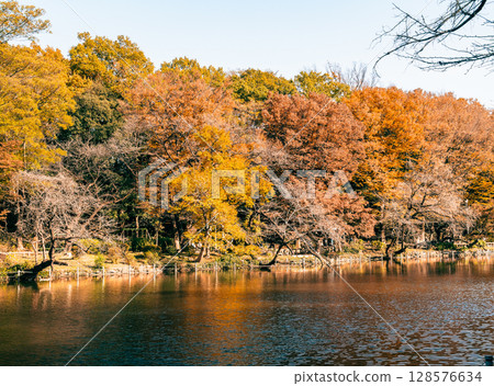 吉祥寺秋天的井之頭公園 128576634