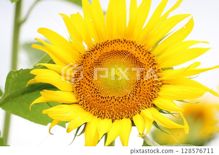 A sunflower blooming spiritually A sunflower blooming spiritually 128576711