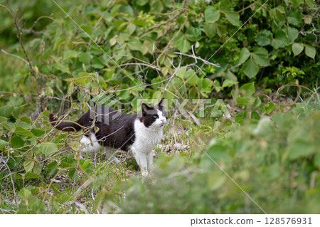 Stray cat in the bush 128576931