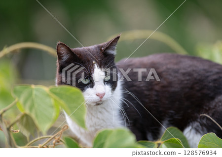 Stray cat in the bush Stray cat in the bush 128576934