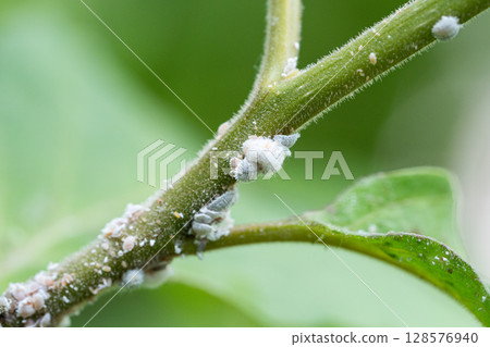 Insect mealybug colony damaging greenery, visible waxy secretions marking feeding sites on foliage Insect mealybug colony damaging greenery, visible waxy secretions marking feeding sites on foliage 128576940