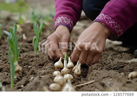 Farmer planting garlic bulbs in fertile soil during springtime 128577089