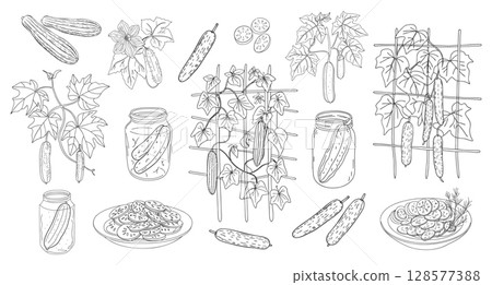 Set of cucumbers. Hand drawn line cucumbers plants, vegetables and pickles. Hand drawn illustration. 128577388