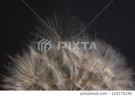 Delicate Tragopogon Seed Head Captured in Macro Detail Against a Dark Background 128578290