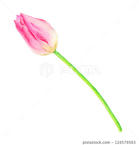 Beautiful pink tulip, hand drawn in watercolor, delicate realistic illustration, isolated on white background. Suitable for the design of cards, posters, labels, decor, etc. Beautiful pink tulip, hand drawn in watercolor, delicate realistic illustration, isolated on white background. Suitable for the design of cards, posters, labels, decor, etc. 128578563