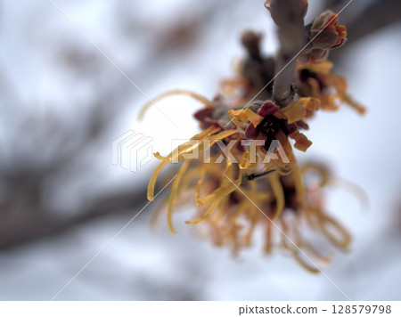 2 月開始開花的金縷梅“Elena”花 128579798