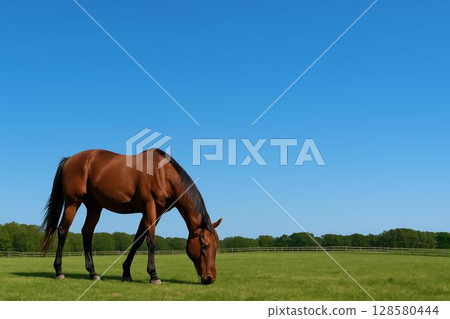 牧場風光,薩拉伯里德 牧場風光,薩拉伯里德 128580444