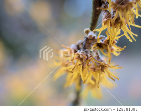 Yellow hayashiki witch hazel flowers in full bloom in March Yellow hayashiki witch hazel flowers in full bloom in March 128581395