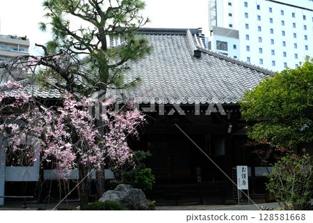 Spring, weeping cherry blossoms bloom at Kaiunji Temple 128581668