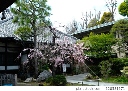 春天，海雲寺的垂枝櫻花盛開 128581671
