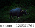 The wild gaur eating grass in the Cheow Lan Dam (Ratchaprapa Dam), Khao Sok National Park at Suratthani,Thailand 128581761
