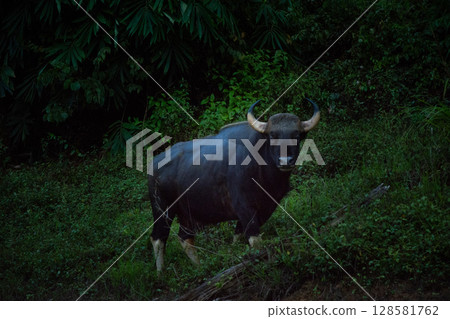 The wild gaur eating grass in the Cheow Lan Dam (Ratchaprapa Dam), Khao Sok National Park at Suratthani,Thailand 128581762
