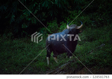 The wild gaur eating grass in the Cheow Lan Dam (Ratchaprapa Dam), Khao Sok National Park at Suratthani,Thailand 128581763