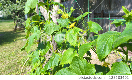 Fresh green cucumbers growing in a garden bed outdoors. Cucumber plants with green leaves, yellow flowers climb up the net. Sunny day. Outdoor farming and agriculture. 128583401