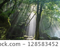 Morning rays shining through the forest of Kikuchi Valley (Kumamoto Prefecture) 128583452