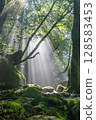 Morning rays shining through the forest of Kikuchi Valley (Kumamoto Prefecture) 128583453