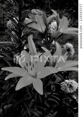 Transform lilies into a black and white world Transform lilies into a black and white world 128583557