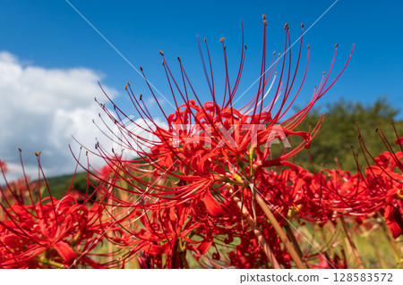 Crimson spider lilies shining against the blue sky 128583572