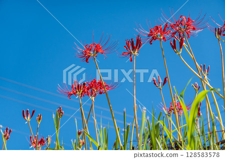藍天白雲下的岸邊盛開的紅花 128583578