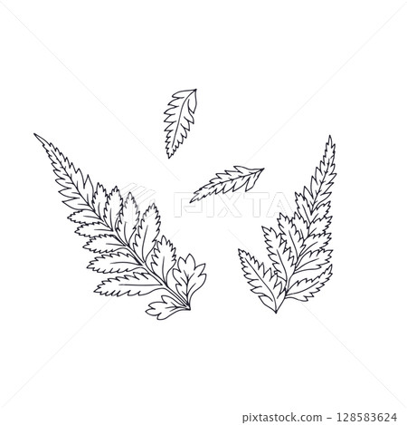 Hand drawn black and white line art fern leaves set Hand drawn black and white line art fern leaves set 128583624