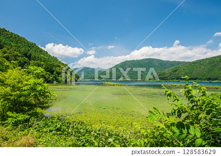 琵琶湖深處的風景：滋賀郡長濱市湖面覆蓋的水生植物 128583629