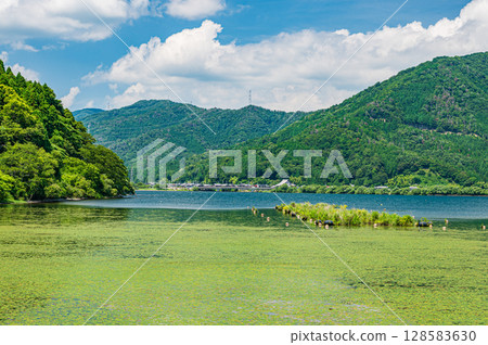琵琶湖深處的風景：滋賀郡長濱市湖面覆蓋的水生植物 128583630