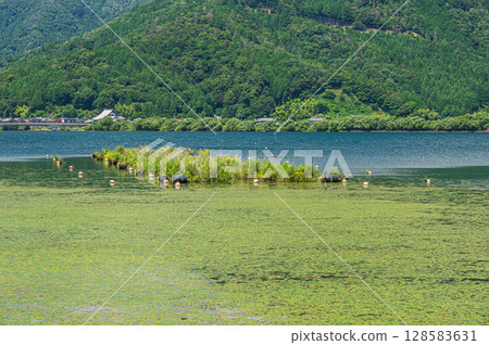 琵琶湖深處的風景：滋賀郡長濱市湖面覆蓋的水生植物 128583631