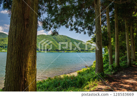 Oku-Biwa Lake, coniferous trees on the lakeshore, Nagahama City, Shiga Prefecture 128583669