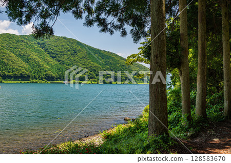 Oku-Biwa Lake, coniferous trees on the lakeshore, Nagahama City, Shiga Prefecture 128583670