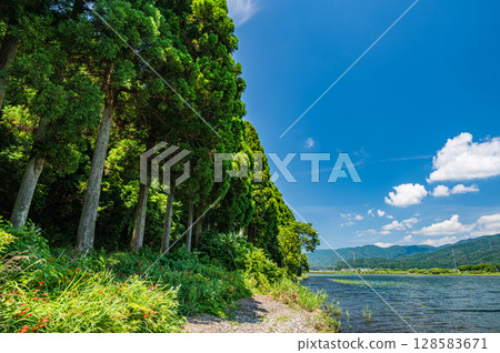 滋賀縣長濱市奧琵琶湖湖畔針葉林 128583671