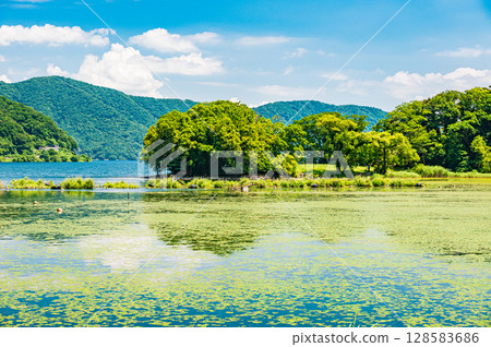 滋賀縣長濱市奧久市琵琶湖湖面水生植物 128583686